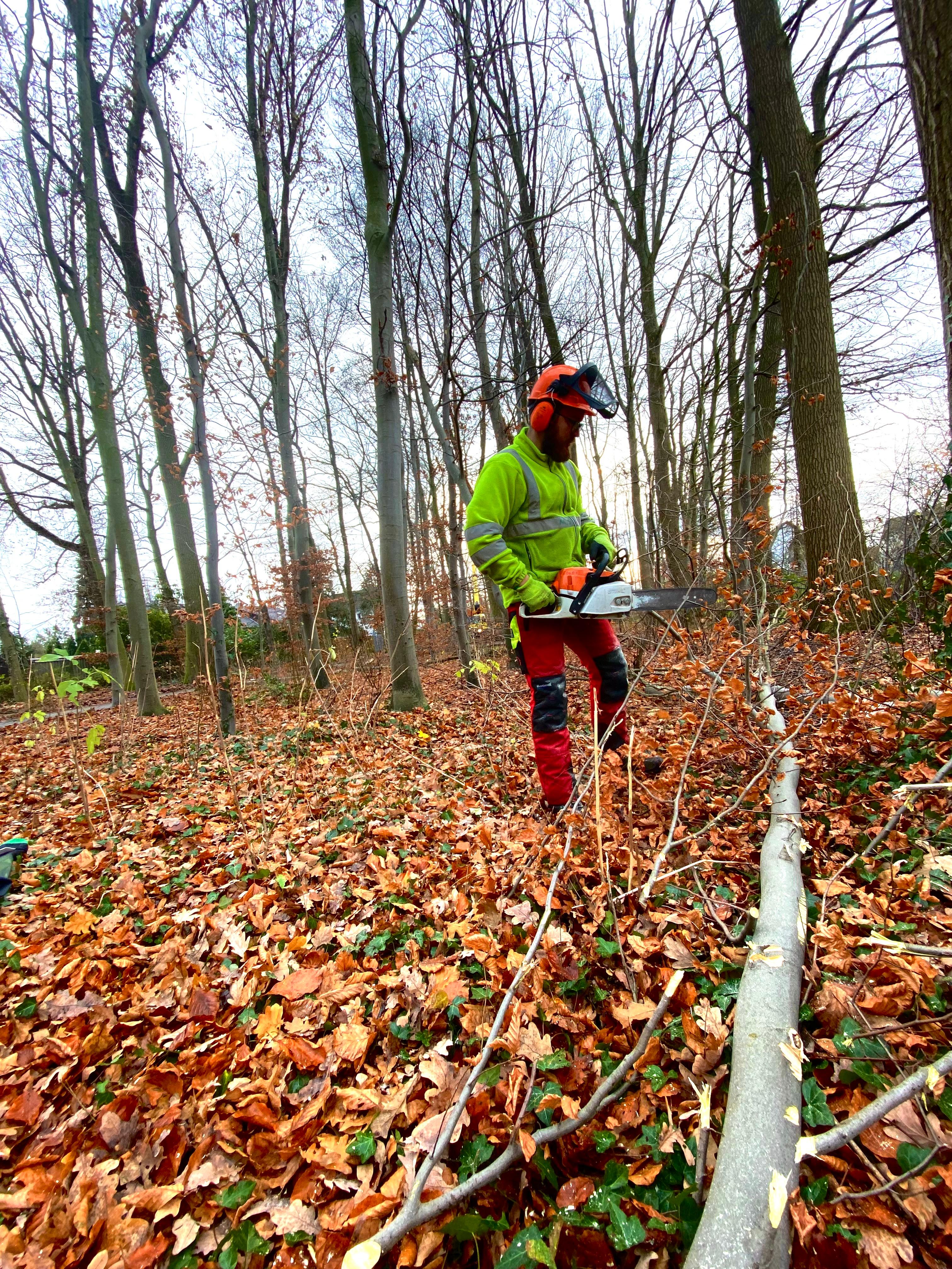 Forstwirt von DieBaumfüchse mit Schutzausrüstung und Motorsäge im Herbstwald